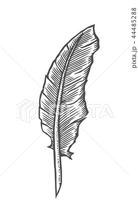 feather quill pen in a vintage woodblock style feather quill pen in a vintage woodblock style 44485288