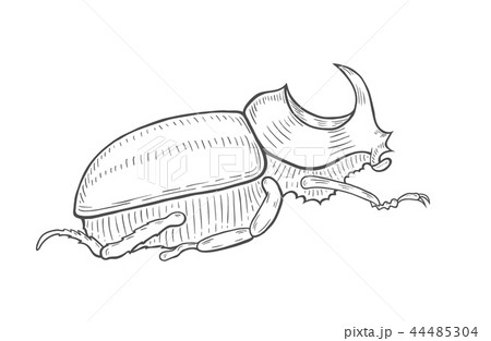 big beetle illustration 44485304