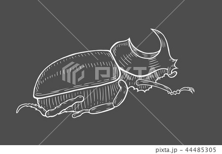 big beetle illustration 44485305