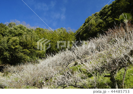 賀名生梅林　梅花爛漫 44485753