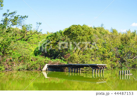 大阪　いたすけ古墳（世界文化遺産） 44487153