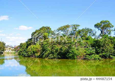 大阪　いたすけ古墳（世界文化遺産） 44487154
