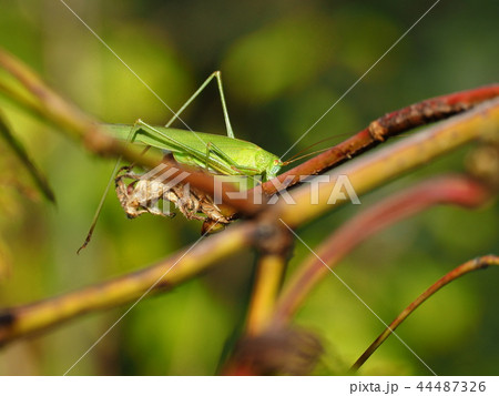 ツユムシ 44487326