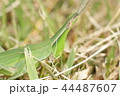 バッタ 自然 風景 44487607
