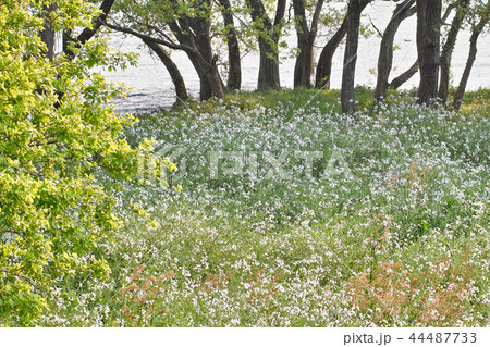 琵琶湖畔に咲くハマダイコンの花の写真素材