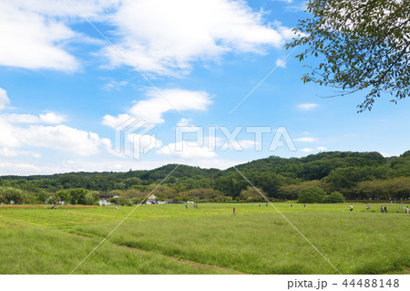 巾着田の風景 44488148