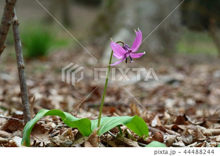 カタクリの花 広葉樹林の下草 カタクリの花 広葉樹林の下草 44488244
