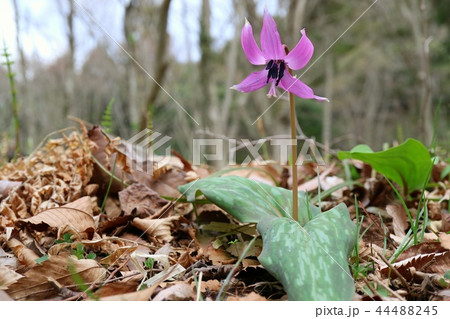 カタクリの花 広葉樹林の下草 カタクリの花 広葉樹林の下草 44488245