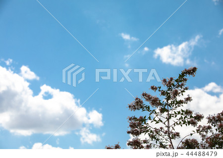 秋の空 生態公園 休憩 44488479