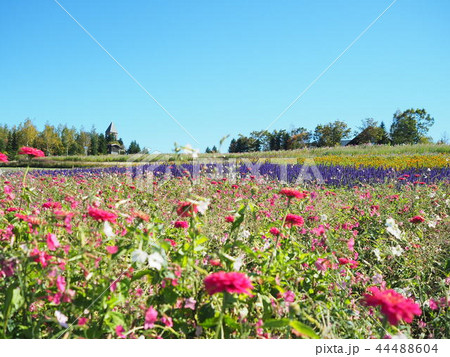 北海道 素敵な花畑 北海道 素敵な花畑 44488604