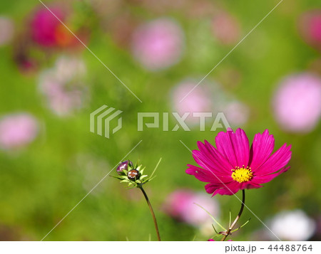 かわいいコスモスの花の写真素材