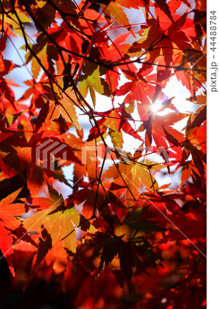 紅葉　もみじ 44488784