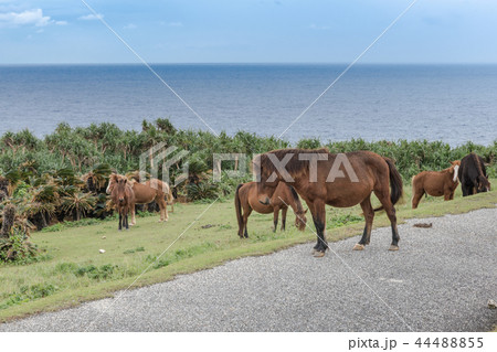 与那国馬 44488855