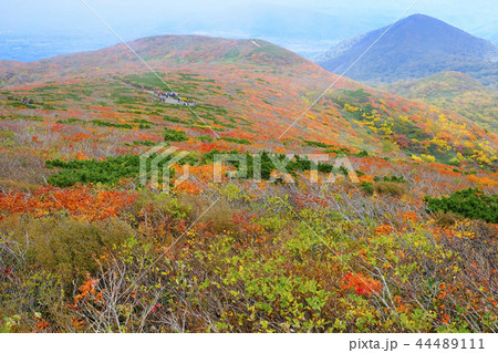 紅葉の栗駒山山腹 44489111