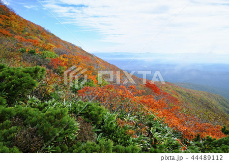 紅葉の栗駒山の山稜 紅葉の栗駒山の山稜 44489112