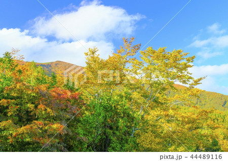 いわかがみ平から栗駒山２ 44489116