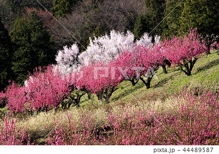 花桃畑 44489587