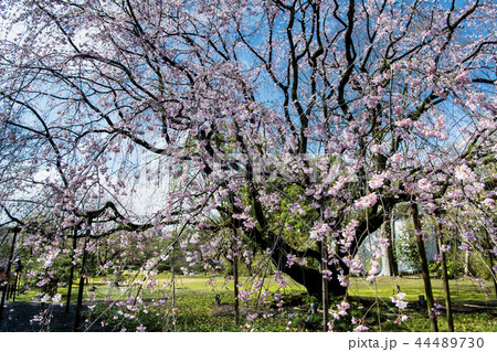 東京 六義園のしだれ桜 東京 六義園のしだれ桜 44489730