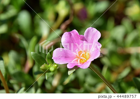 ポーチュラカ(花滑りひゆ) ポーチュラカ(花滑りひゆ) 44489757