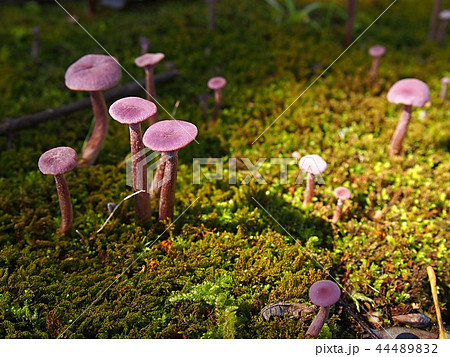 ウラムラサキ ウラムラサキ 44489832