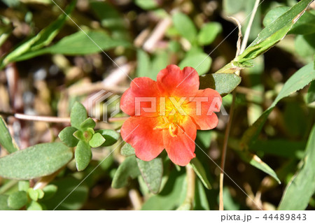 ポーチュラカ（花滑りひゆ） 44489843