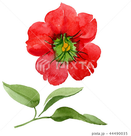 Watercolor red brugmansia flower. Floral botanical flower. Isolated illustration element. 44490035