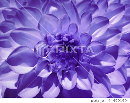 Macro flower violet dahlia. Background Closeup. Macro flower violet dahlia. Background Closeup. 44490149