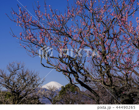 紅梅と富士山 44490265
