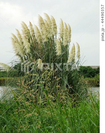 熊本市川尻の自然：　シロガネヨシ　（Cortaderia selloana ） 44490357