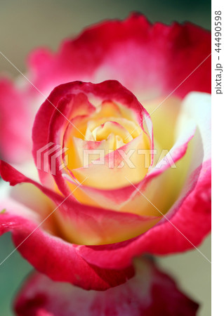 蜂ヶ峰の薔薇 蜂ヶ峰の薔薇 44490598