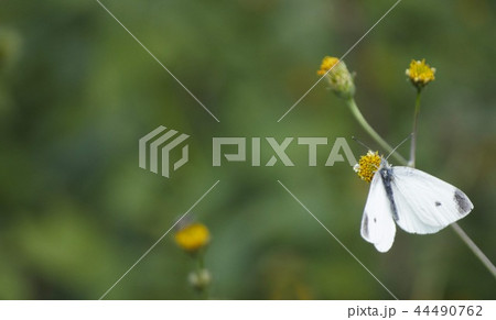 紋白蝶 44490762