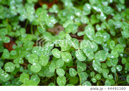 残暑　初秋　秋　三つ葉クローバー　　雨　イメージ 44491160