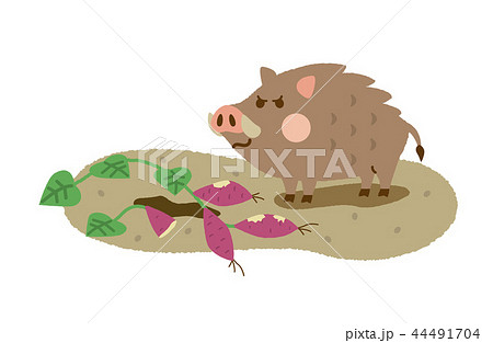 イノシシ　畑　荒らし 44491704