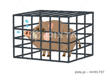 イノシシ 捕獲 イノシシ 捕獲 44491707