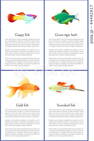 Guppy Gold and Swordtail Fishes Vector Posters 44492817