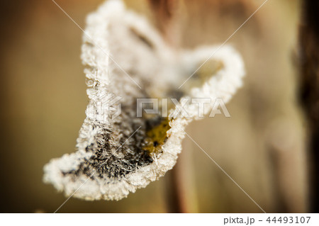 frozen last autumn leaves in ice crystals on the tree  44493107