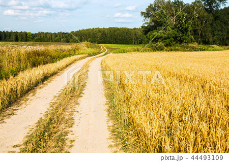 road through the wheat field going into the forest  44493109