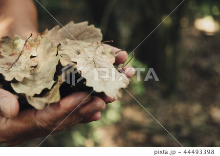man with dry leaves in his hands man with dry leaves in his hands 44493398