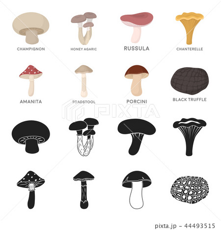 Amanita, porcini, black truffle,toadstool. set collection icons in black,cartoon style vector symbol Amanita, porcini, black truffle,toadstool. set collection icons in black,cartoon style vector symbol 44493515