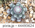 Pink flower of cactus 44493624