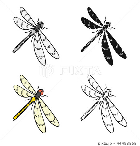 A dragonfly, a predatory ... - Stock Illustration  [44493868] - PIXTA