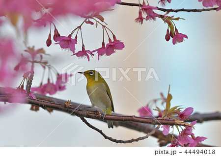 ピンク色の花びらに誘われた緑の小鳥の写真素材