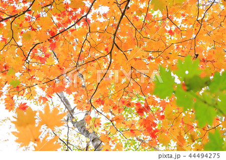 紅葉のデザイン 北海道の風景 紅葉のデザイン 北海道の風景 44494275
