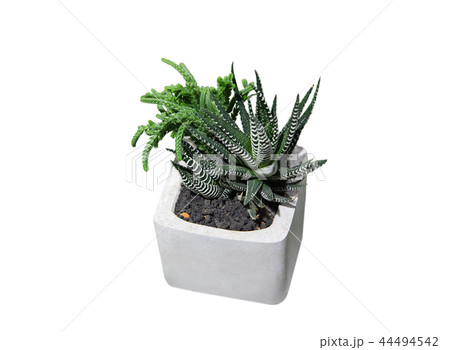 Small cactus succulents in pot. Isolated. 44494542