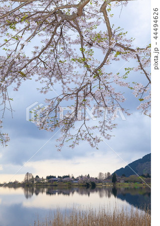 春の田貫湖、静岡県富士宮市にて 春の田貫湖、静岡県富士宮市にて 44494626