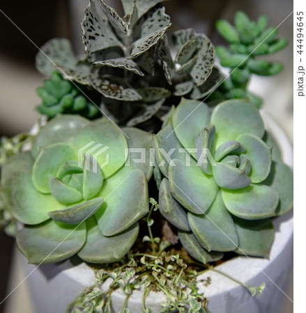 Collection of small cactus succulents in pot. Collection of small cactus succulents in pot. 44494645