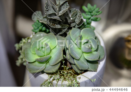 Collection of small cactus succulents in pot. Collection of small cactus succulents in pot. 44494646