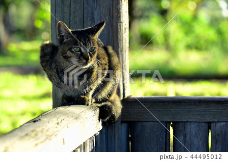 野良猫 44495012
