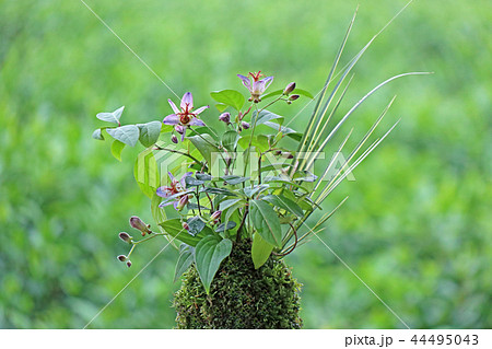 草もの盆栽で苔玉作り 草もの盆栽で苔玉作り 44495043