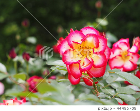 薔薇 「ベティブープ」 薔薇 「ベティブープ」 44495709